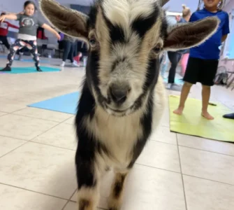 The Goat Yoga and Little Hobby Hill Farm