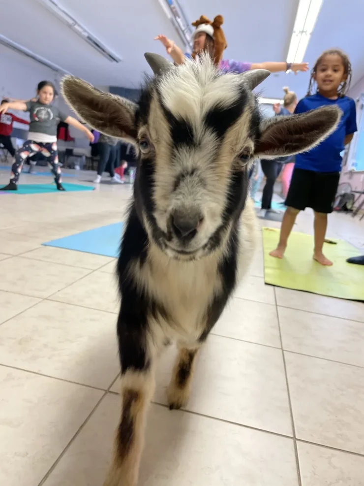 The Goat Yoga and Little Hobby Hill Farm